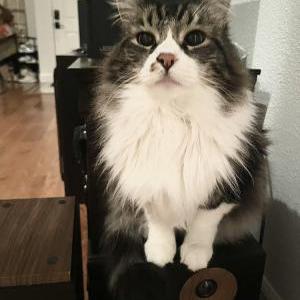 Image of Simba, Lost Cat