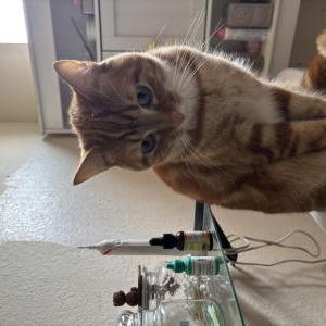Lost Cat Chester