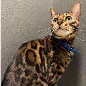 Lost Cat Apple