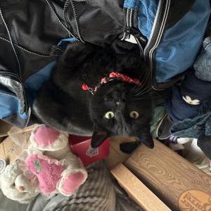 Lost Cat Bear
