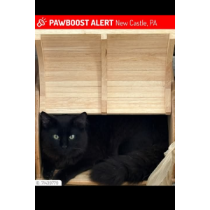 Lost Cat Itty bitty
