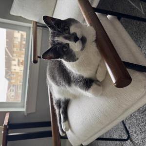 Lost Cat Kinley