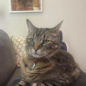 Image of Skelly, Lost Cat