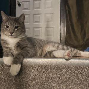 Lost Cat Leo