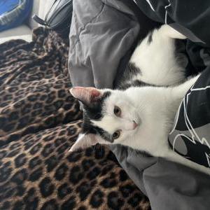Image of Lyric, Lost Cat