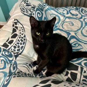 Lost Cat Salem