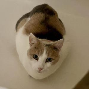 Lost Cat Boudicca