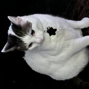 Image of Purnima Atlas, Lost Cat