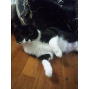 Lost Cat Wall e