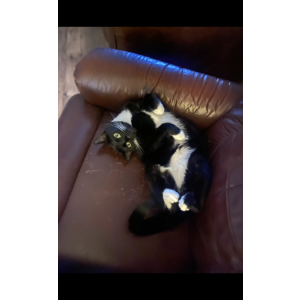Image of Khloe, Lost Cat