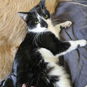 Lost Cat Ziggy