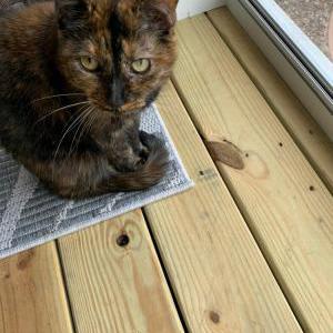 Lost Cat Shady