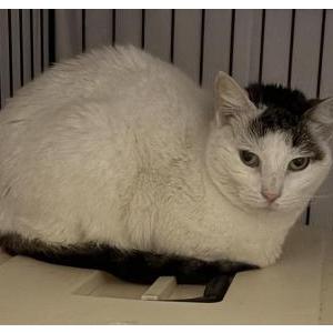 Lost Cat Clove