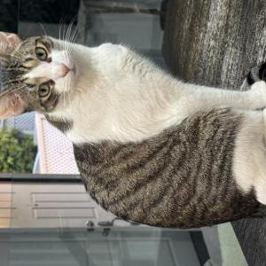 Lost Cat Micah