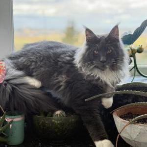 Lost Cat Sully