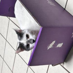Lost Cat Elmer