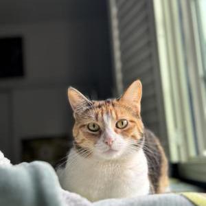 Image of Princess, Lost Cat