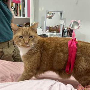 Image of Gio, Lost Cat