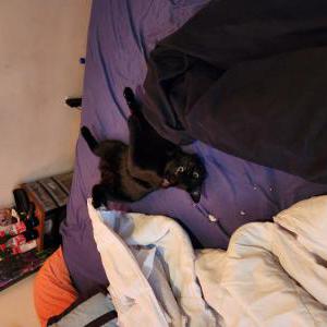 Lost Cat Jagwar