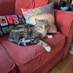 Lost Cat Ziggy (Lilo)