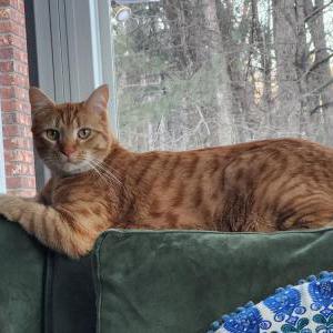 Lost Cat Ronin Sherbert