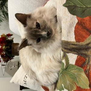Image of Lily, Lost Cat