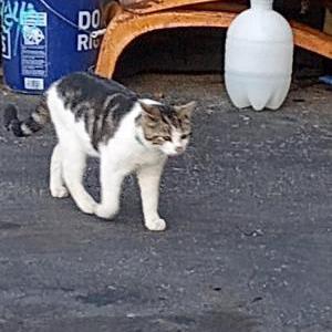 Lost Cat Bunns
