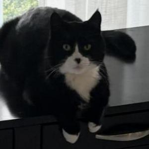 Image of Binx, Lost Cat
