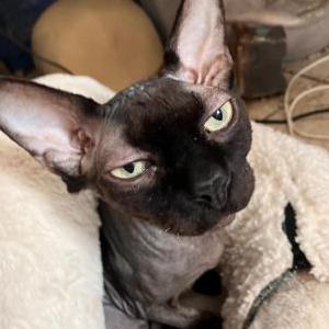 Lost Cat Fluffy