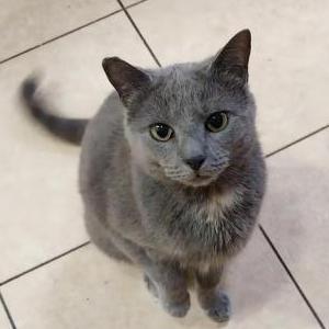 Lost Cat Zoey