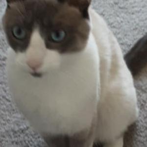Image of kasha, Lost Cat