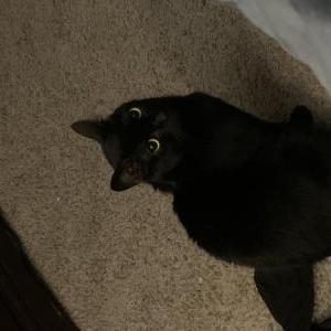 Lost Cat Gaia