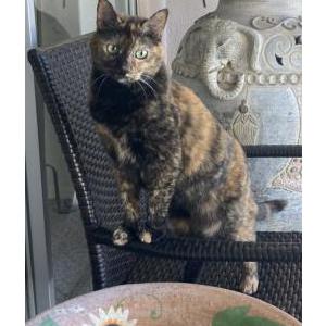 Lost Cat !!!MARLEY!!!