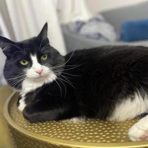 Lost 2 Binx (NJ)