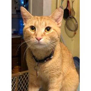 Image of Toby, Lost Cat