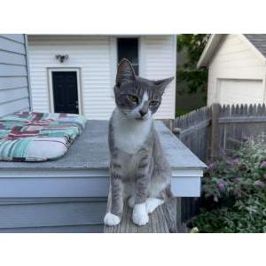 Lost Cat Koda