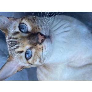 Image of Nylah, Lost Cat