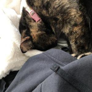 Image of Peanut, Lost Cat
