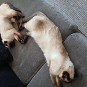 Image of Gabby, Lost Cat