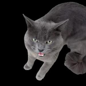 Image of unknown, Found Cat