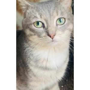 Lost Cat Lucky