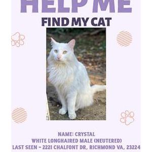 Lost Cat Crystal