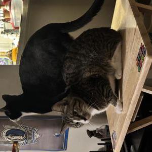Lost Cat Bella