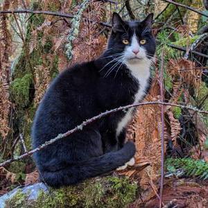 Lost Cat Jose
