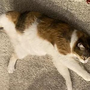 Lost Cat Kipper