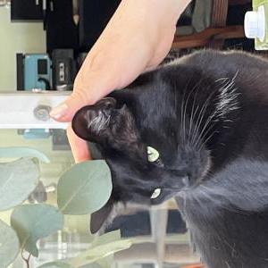 Lost Cat Musti