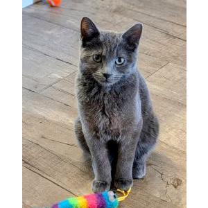 Image of Gracie, Lost Cat
