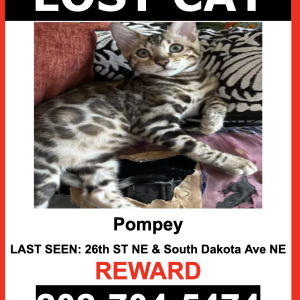 Image of Pompey, Lost Cat