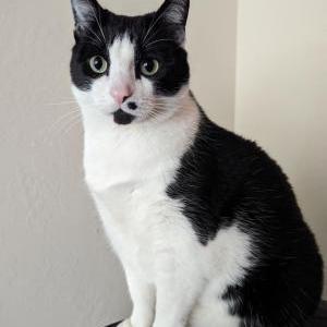Image of Jerry, Lost Cat