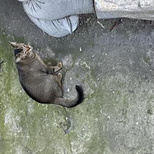 Image of Unknown, Found Cat